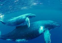 Где обитают голубые киты Где обитает кит