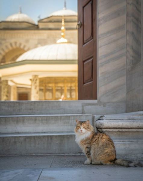 Городские кошки Стамбула (20 фото)